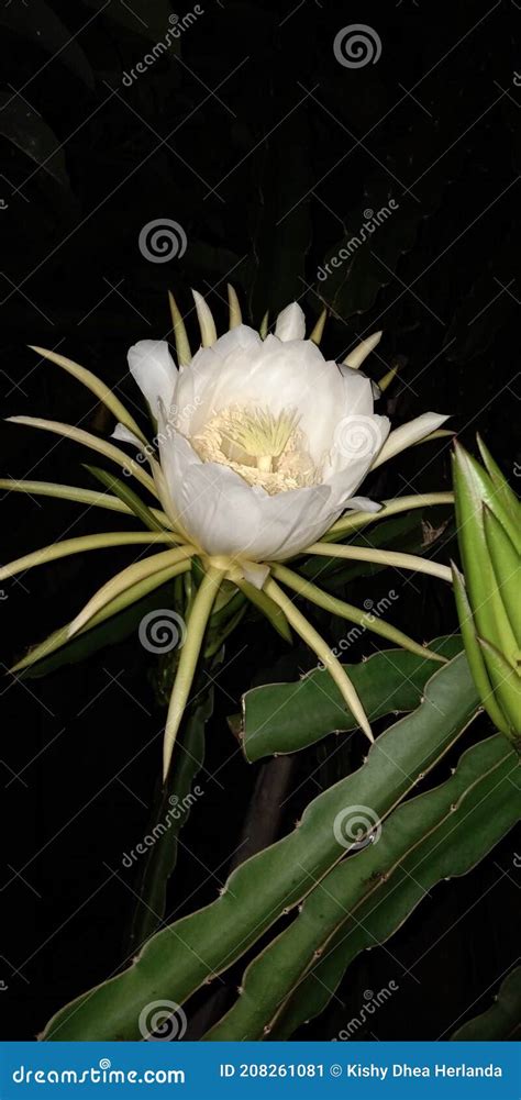 White Dragon Fruit Plant stock image. Image of leaf - 208261081