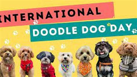 International Doodle Dog Day 2023: Date, History, Importance and Facts