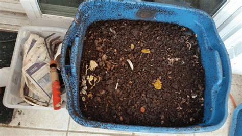 DIY Worm Composting Bin - The garden!