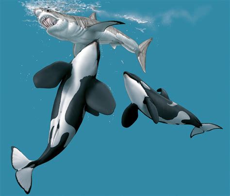 Killer whales coordinate an attack, aiming at the underbelly of a great ...