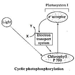 Identify A, B and C in the given figure of cyclic phosphorylation and cho..