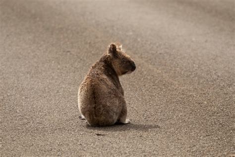 Koala deaths prompt rescue group to plead for action