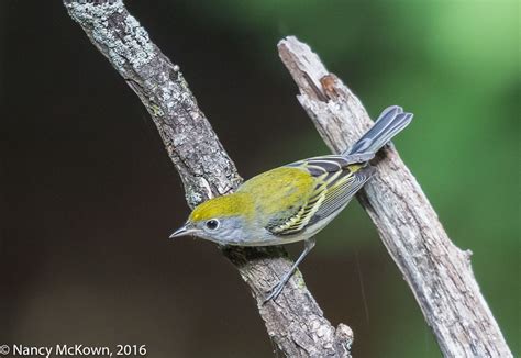 Photographing an Immature Chestnut Sided Warbler – AEC in Manual Mode with Auto ISO | Welcome to ...