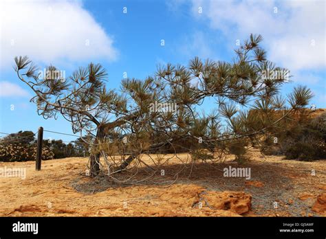 A torrey pine tree Stock Photo - Alamy