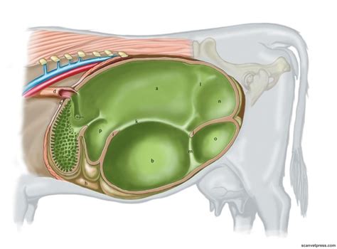 Rumen anatomy Diagram | Quizlet