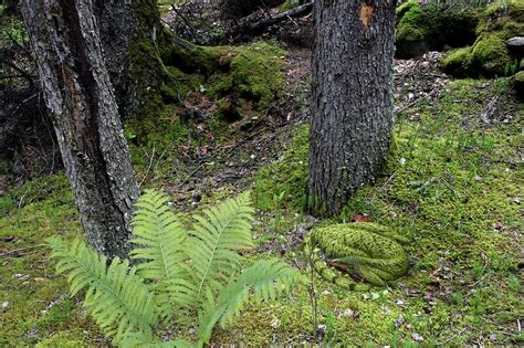 Camouflaged Mei Long Dinosaur Photograph by Julius T Csotonyi/science ...