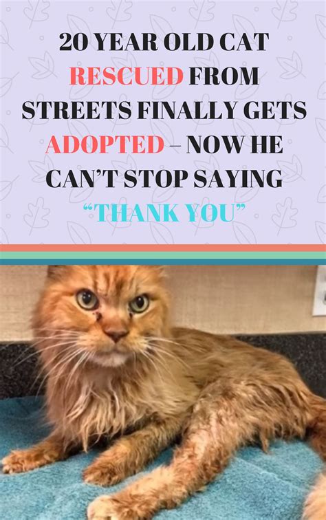 20 YEAR OLD CAT RESCUED FROM STREETS FINALLY GETS ADOPTED – NOW HE CAN ...