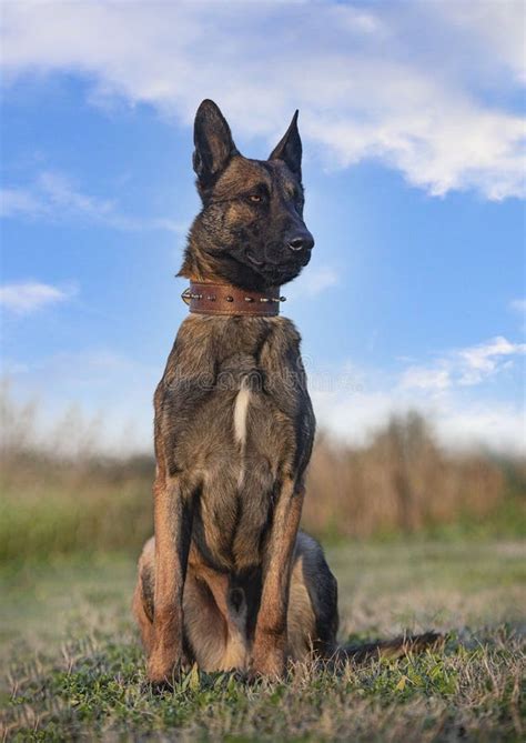 Training of Belgian Shepherd Stock Photo - Image of harness, large ...