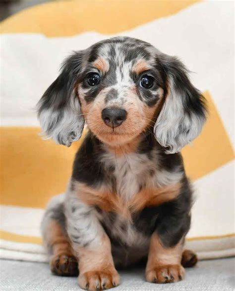 Mini Dapple Dachshund Puppies - Dapple Dachshund Puppies For Sale