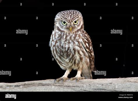 little owl looking for prey Stock Photo - Alamy