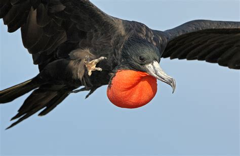 Magnificent Frigate Bird