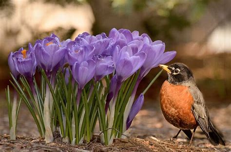 "Robin in the spring flowers" by LudaNayvelt | Redbubble