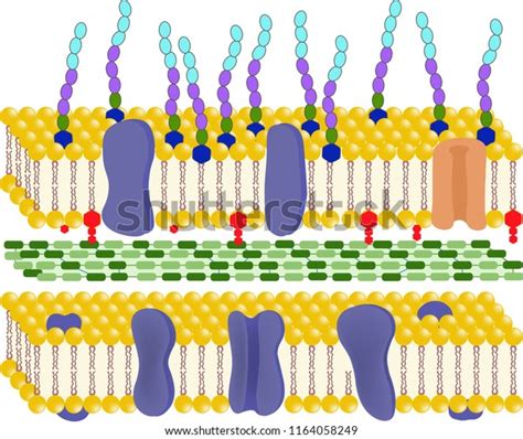 19 Periplasmic Images, Stock Photos & Vectors | Shutterstock