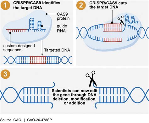 CRISPR-Cas9: The Revolutionary Gene Editing Technology That's Changing ...