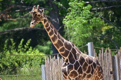 Reticulated Giraffe | The Maryland Zoo