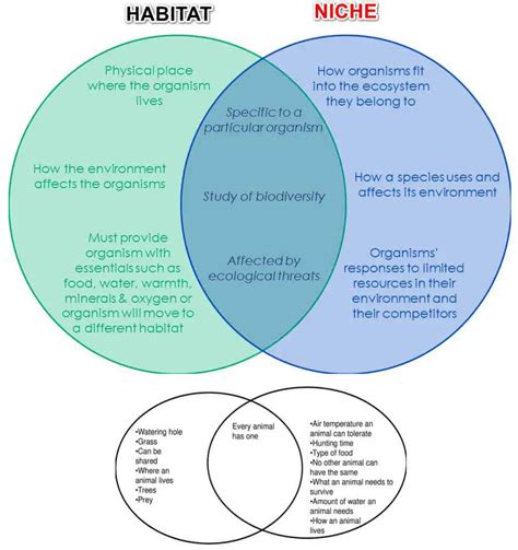 Habitat Vs Niche Worksheet