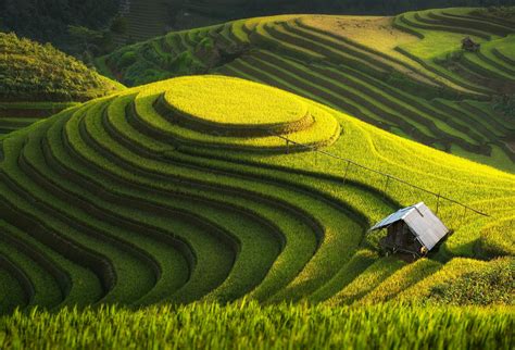 Rice Terraces in Vietnam [868x591] : r/EarthPorn