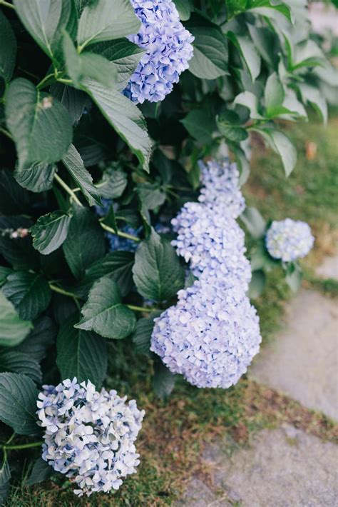 Close-up Shot of Blue Hortensia Flowers · Free Stock Photo