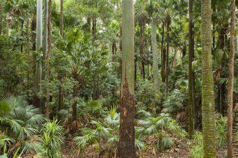 Image of Subtropical rainforest with tall eucalyptus and palms - Austockphoto