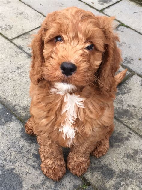 My gorgeous puppy Cockapoo Jake... Adorable!