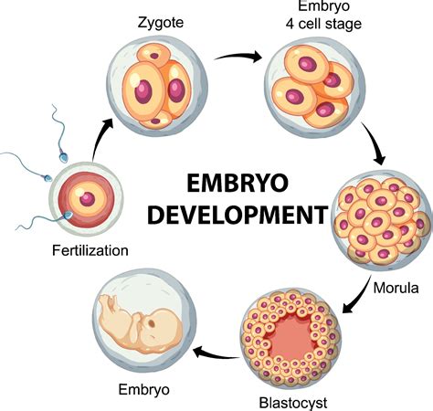 Human Zygote Development