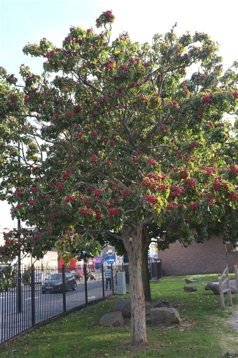 Crataegus pinnatifida - Trees and Shrubs Online