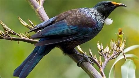 Native New Zealand Birds | Kayak New Zealand