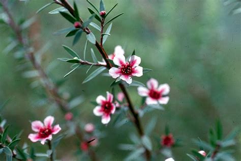 Hawaii Horticulture: They've Escaped - The New Zealand Tea Tree