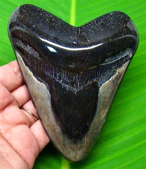 STUNNING MEGALODON SHARK TOOTH - MEG SHARK TEETH FOSSIL - 4.65” - NOT REPLICA for Sale ...