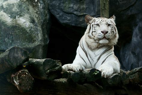 Big White Tiger Hd Wallpaper,HD Animals Wallpapers,4k Wallpapers,Images ...