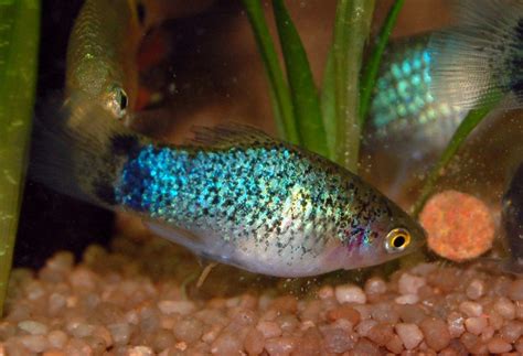 Blue Platy Fish – What You Should Know About Blue Platies ...