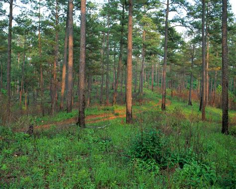 Arkansas State Symbols: Pine Tree - Only In Arkansas