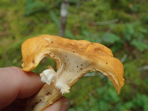 Cantharellus cibarius: The Ultimate Mushroom Guide + 5 Recipes