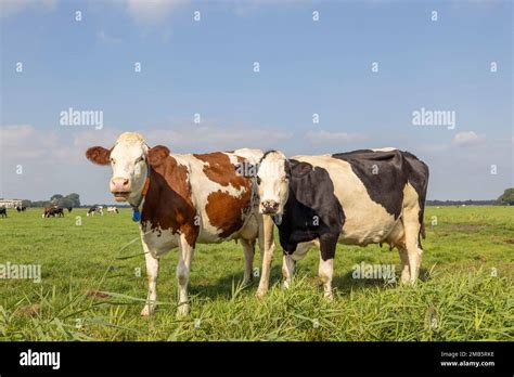 2 cows black red and white, standing upright side by side in a field, looking curious, front ...