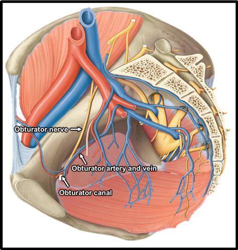 Figure 5 from The anatomy and clinical implications of the obturator nerve and its branches ...