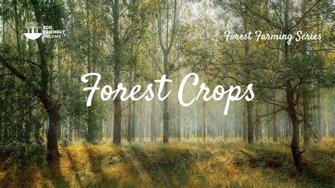 6 Forest Crops You Should Plant on Your Land