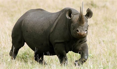 Endangered black rhino 'on brink of extinction' | Nature | News ...