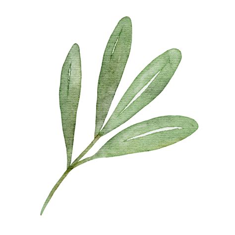 olive leaf watercolor 13166003 PNG