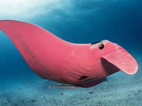 Rare Pink Manta Ray Spotted Near Australia’s Lady Elliot Island ...