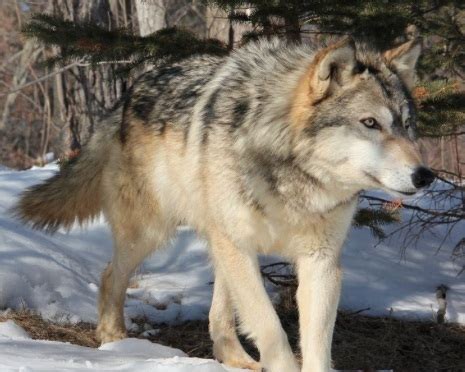 Eurasian Wolf Facts, Distribution, Habitat, Diet, Pictures | Coniferous Forest