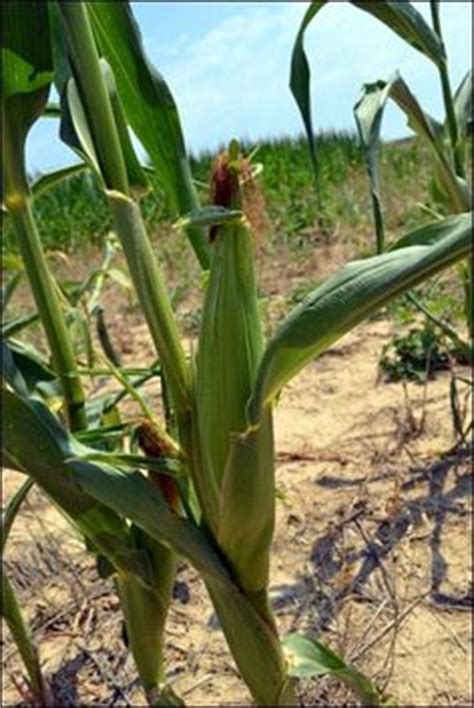 sweet corn ready to harvest Field Corn, Farmer, Fields, Ready, Diy, Crafts