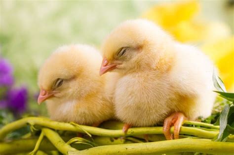 Sleeping Chickens: How and When Chickens Sleep - Eco Peanut