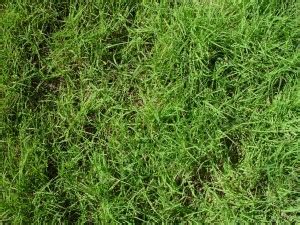 Free picture: buffalo, grass, texture