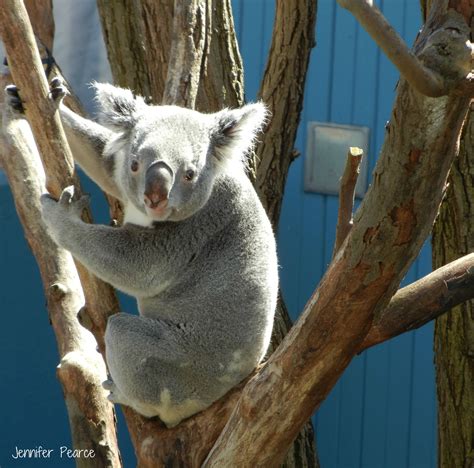 Cleveland Metroparks Zoo | Cleveland metroparks, Koala bear, Koala