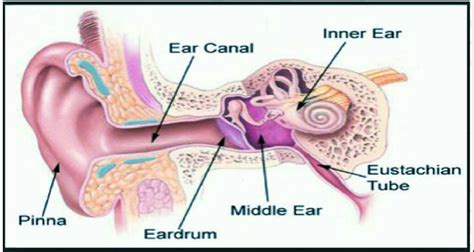 Ear And Eustachian Tube Anatomy
