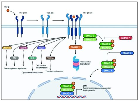 Schematic representation of TGF-β signaling pathway. In the canonical ...