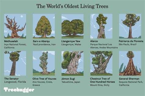 The World's 10 Oldest Living Trees