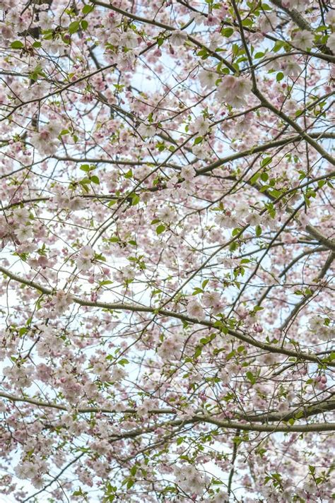 Cherry Tree Blossom in Ontario Royal Botanical Gardens Stock Image ...