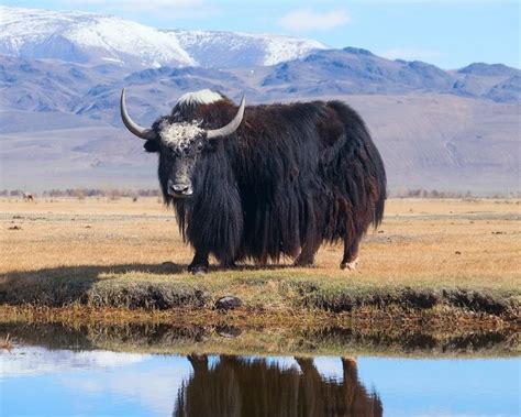 Domestic Yak - Facts, Diet, Habitat & Pictures on Animalia.bio | Yak, Animals, Farm animals