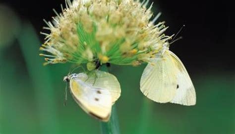 The Life Cycle of a Cabbage White Butterfly | Animals - mom.me